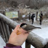 雪が降ると行きたくなる金剛山