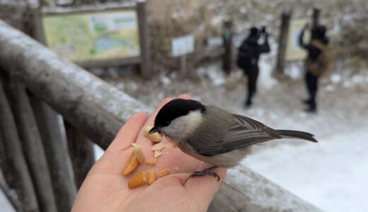 下のソーシャルリンクからフォロー